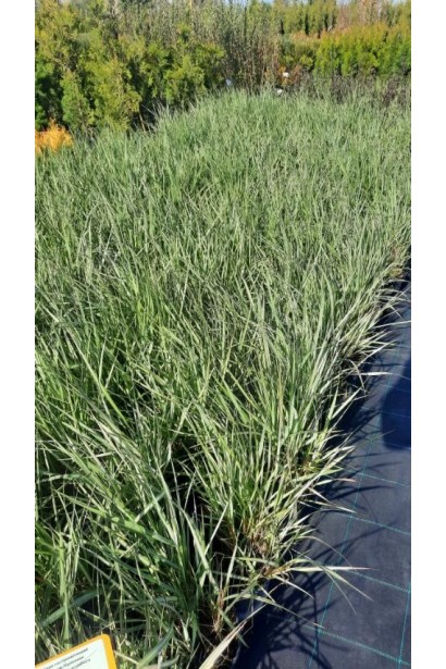 Вейник остроцветковый Овердам / Кунишник - 3л/вис.70-110см/Ø15-25см